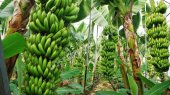 Banana Fields And Production In Alanya